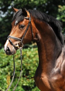 stallion in germany 2